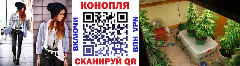 МАРИХУАНА планчик  Дагестанские Огни 